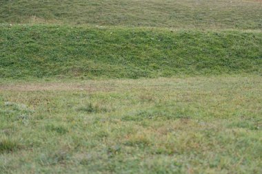 Yeşil çayır ve güzel otlar.