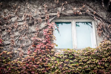 Duvarlarında sonbahar yaprakları olan taşra evi.