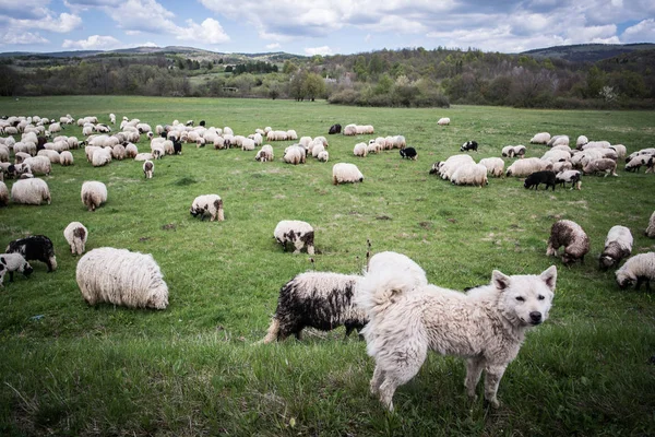 Monte Ovelhas Com Seu Cão Guarda — Fotografia de Stock