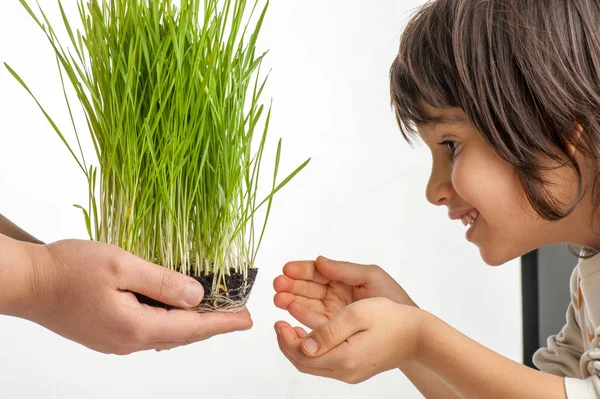 Çocuk Bitkileri Yakından Tutuyor — Stok fotoğraf