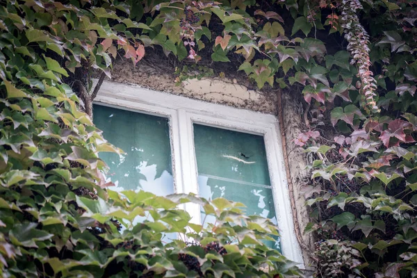 Casa Rústica Com Folhas Outono Paredes — Fotografia de Stock