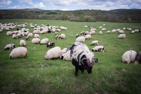 Veel Schapen Het Bergveld — Stockfoto