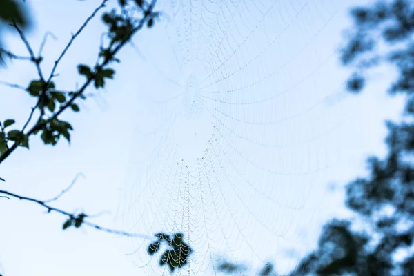 Spider Net Tree Branch — Stock Photo, Image