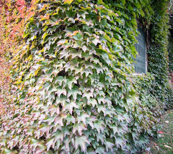 Rustic House Autumn Leaves Walls — Stock Photo, Image