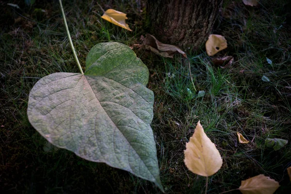 Gros Plan Feuille Verte — Photo