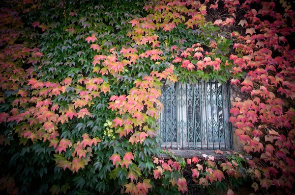 Dom Rustykalny Jesiennymi Liśćmi Ścianach — Zdjęcie stockowe