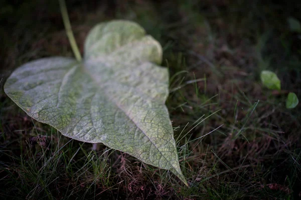 Primo Piano Foglia Verde — Foto Stock