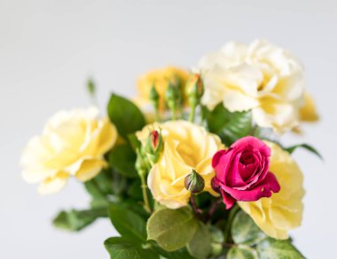 Güzel renkli güller, kapayın.