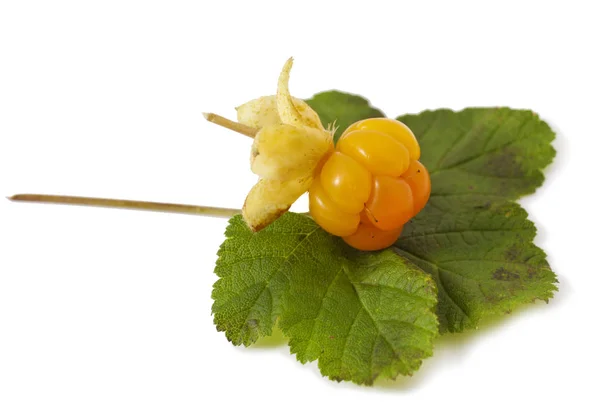 Cloudberry with leaves — Stock Photo, Image