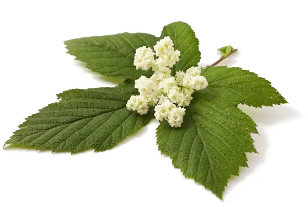 Älgört blommor och blad — Stockfoto