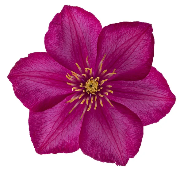 Pink clematis flower — Stock Photo, Image