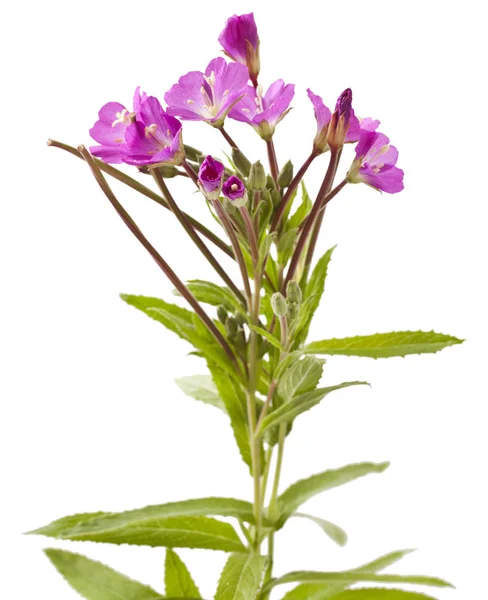 Epilobium hirsutum. Цветок на белом — стоковое фото