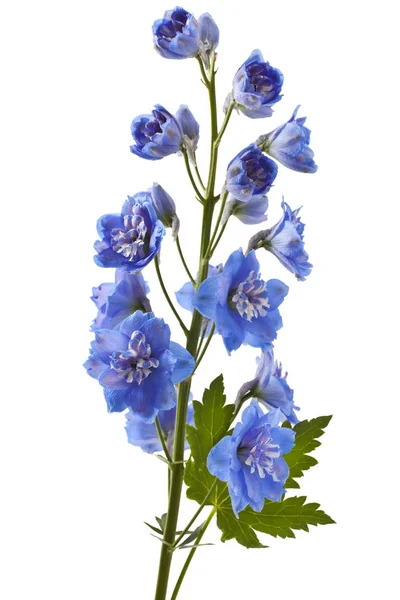 Delphinium bleu fleur sur blanc — Photo