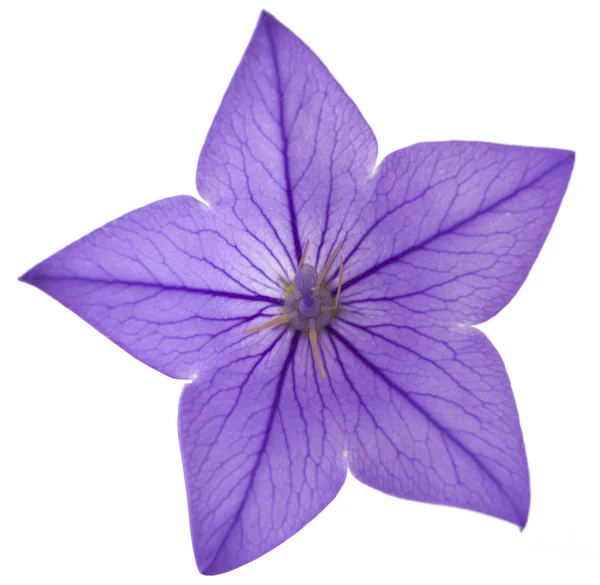 Fiore blu campanule — Foto Stock