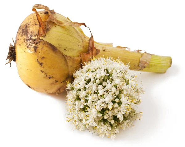 Ripe onion on white Royalty Free Stock Photos