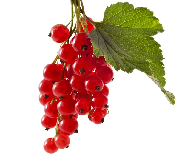 Red currants on white — Stock Photo, Image