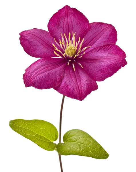 Růžový clematis květina — Stock fotografie