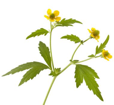 beyaz zemin üzerine ahşap avens (geum urbanum)