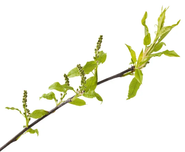 Střemchová Kmen Poupaty Izolovaných Bílém Pozadí Prunus Padus — Stock fotografie