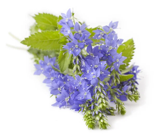 Veronica Teucrium Virág Fehér Háttér — Stock Fotó