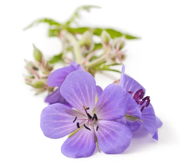Beyaz Bir Arka Plan Üzerinde Izole Sardunya Johnson Mavi Çiçek — Stok fotoğraf