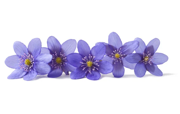 Hepatica Nobilis Auf Weißem Hintergrund Frühlingsblumen lizenzfreie Stockfotos