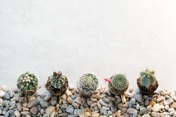 Home cacti on the stone ground