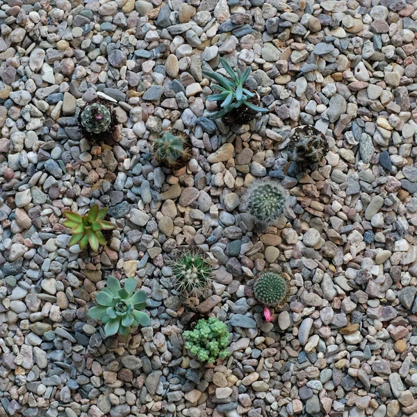 Home cacti on the stone ground