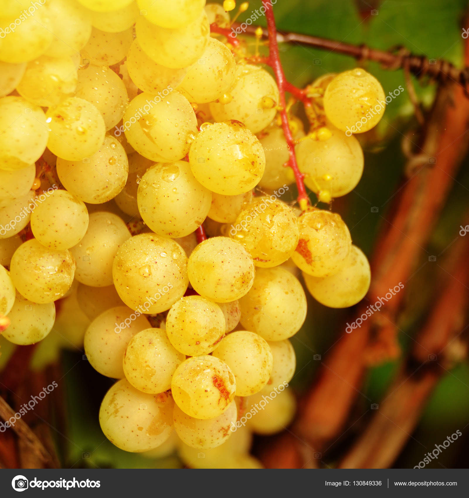 Yellow grapes on vine ⬇ Stock Photo 
