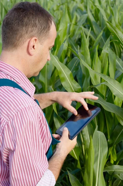 Farmer with tablet inspecting corn field