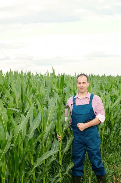 Farmer with tablet computer inspecting corn field summer sunny day