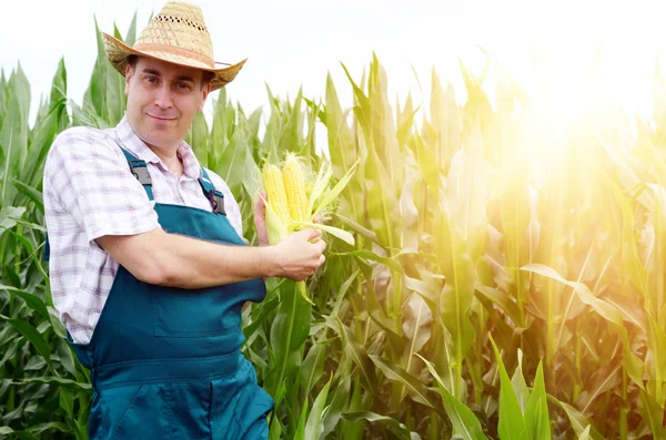 Farmer in hat inspecting corn cobs on field background