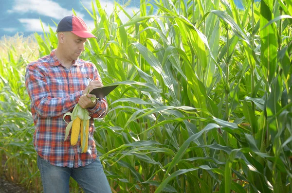 Farmer in cap with clipboard inspecting corn at field somewhere