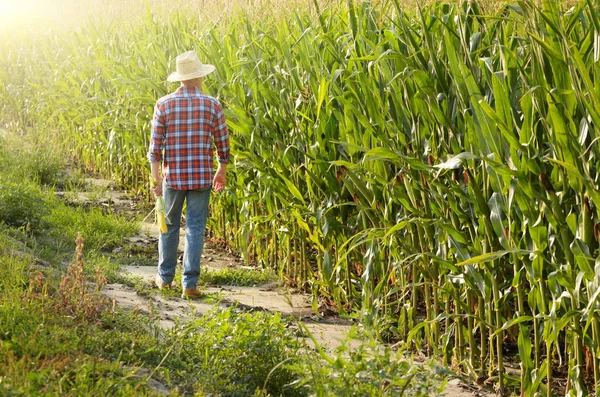Middle age caucasian farm worker walking along maize corn field