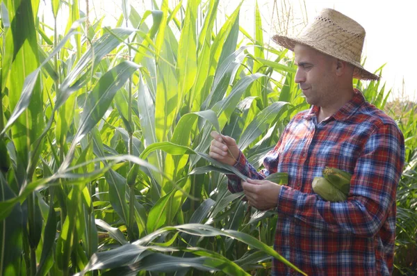 Middle age caucasian Farmer in straw hat inspecting maize cornfi