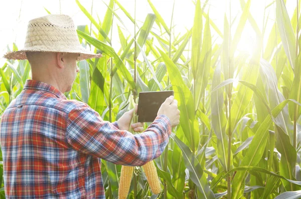 Farmer using tablet computer for inspecting maize corn field. Harvest care concept