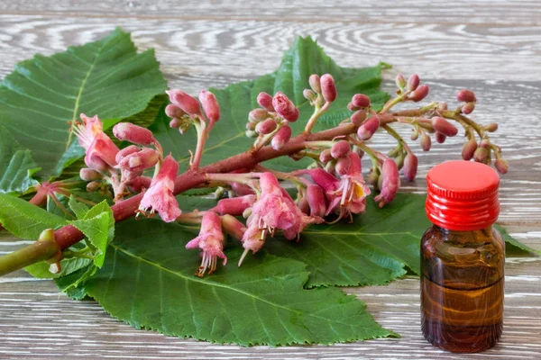 Bach flower remedies of red chestnut — Stock Photo, Image