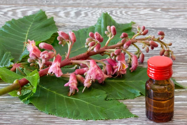 Remèdes aux fleurs de Bach de châtaignier rouge — Photo