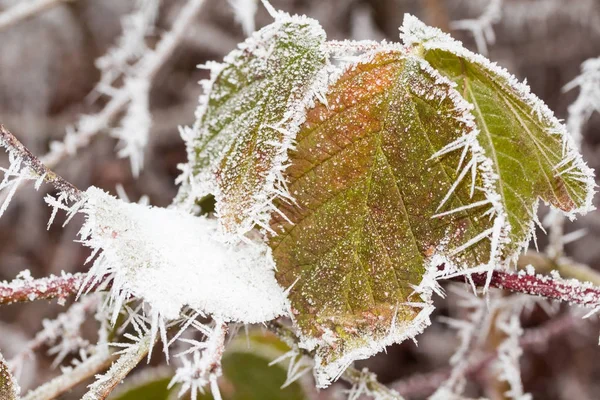 Zarzamora en invierno — Foto de Stock