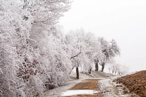 국가 차선에 흰색 나무 스톡 사진