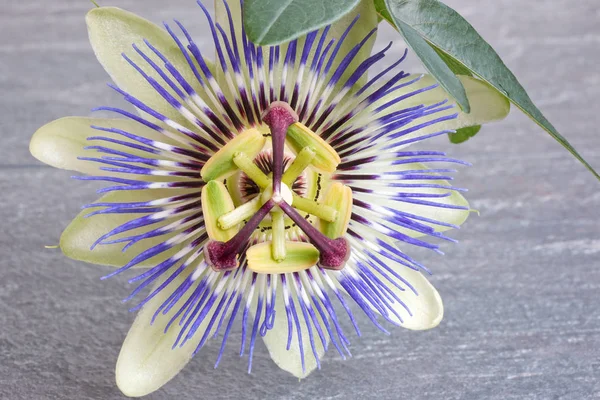 Close-up of passion flower — Stock Photo, Image