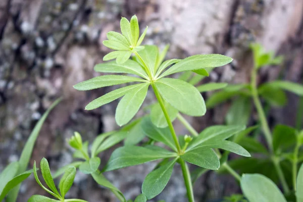 Wild woodruff 스톡 이미지