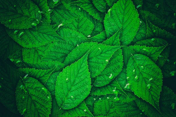 Groene raspberry leaf — Stockfoto