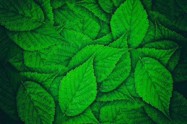 Folha de framboesa verde — Fotografia de Stock