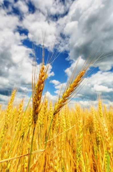 Orecchie di grano e cielo nuvoloso — Foto Stock