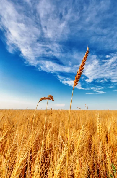 Orecchie di grano e cielo nuvoloso — Foto Stock