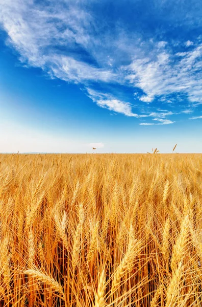 Orecchie di grano e cielo nuvoloso — Foto Stock