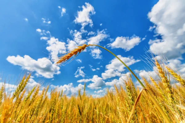 Wheat ear, field and cloudy sky — Stok fotoğraf