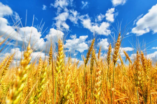 Orejas de trigo y cielo nublado — Foto de Stock