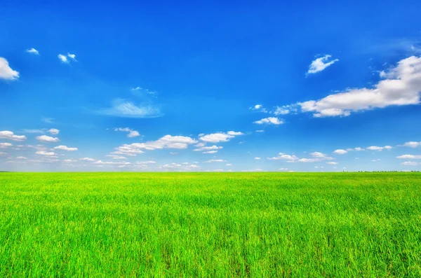 Grönt Fält Och Blå Molnig Himmel Rofylld Natur Bakgrund — Stockfoto